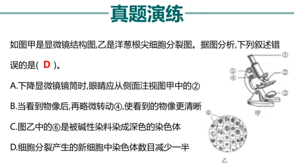 七上 第二单元生物体的结构层次-复习课件(共35张PPT)