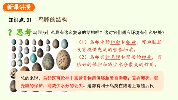 7.1.4鸟的生殖和发育-八年级生物人教版下学期同步精品课件(共24张PPT)