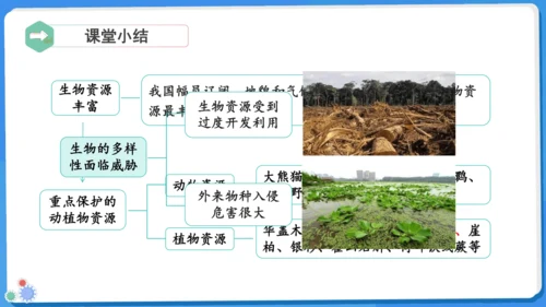 6.2+生物的多样性（同课异构）-苏教版生物七年级上册（新教材）(共40张PPT)