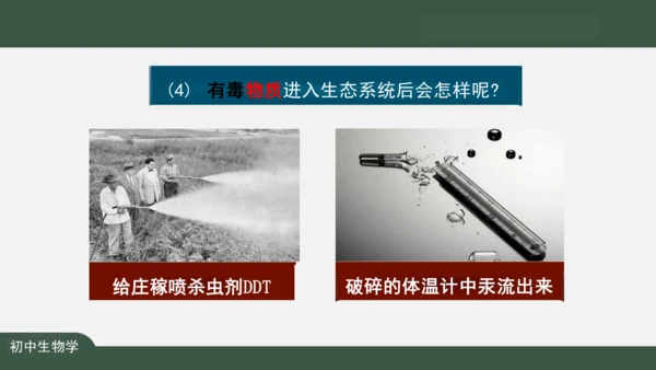 1.2.2 生物与环境组成生态系统 课件（共25张PPT）