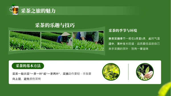 茶文化采茶旅游PPT模板_采茶之旅与文化体验报告PPT模板