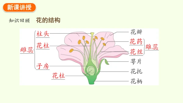 7.1.1植物的生殖-八年级生物人教版下学期同步精品课件(共33张PPT)