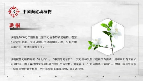 保护野生动植物大象PT模板