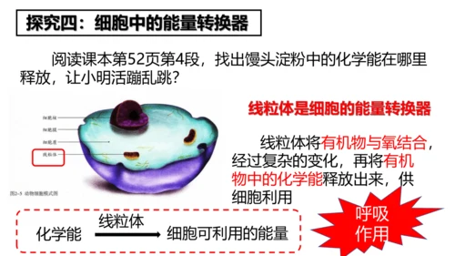2.1.4细胞的生活课件2023--2024学年人教版生物七年级上册(共34张PPT)