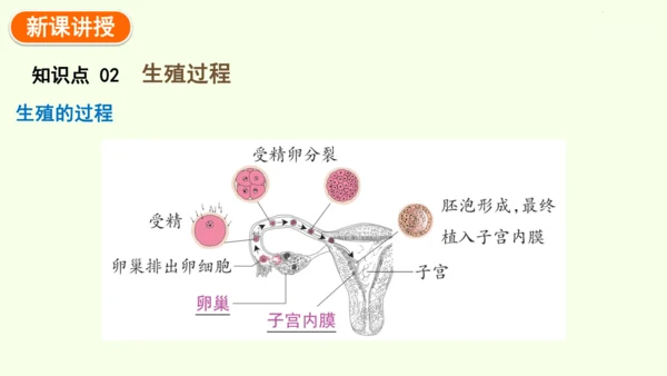 4.1.1人的生殖-七年级生物下学期同步精品课件（2024人教版）(共24张PPT)