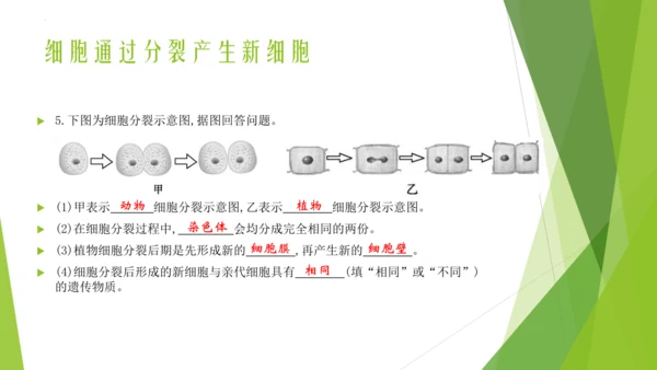 人教版生物七年级上册期中复习课件(共19张PPT)
