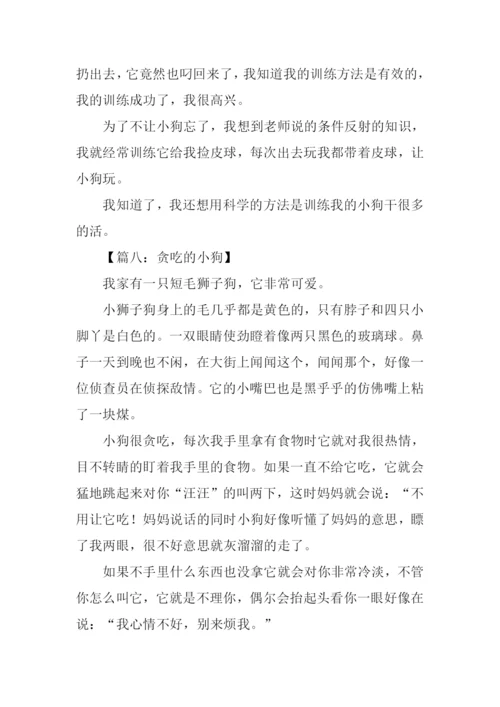 贪吃的小狗作文-2.docx