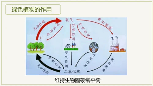 3.6 爱护植被，绿化祖国2023-2024学年七年级生物上学期同步精品课件（人教版）(共21张PP