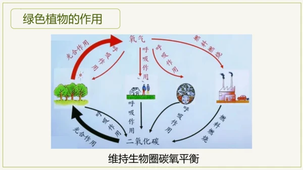3.6 爱护植被，绿化祖国2023-2024学年七年级生物上学期同步精品课件（人教版）(共21张PP