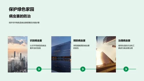 寒露农作保护指南PPT模板