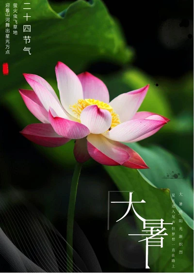 绿色简约荷花大暑节气海报word模板