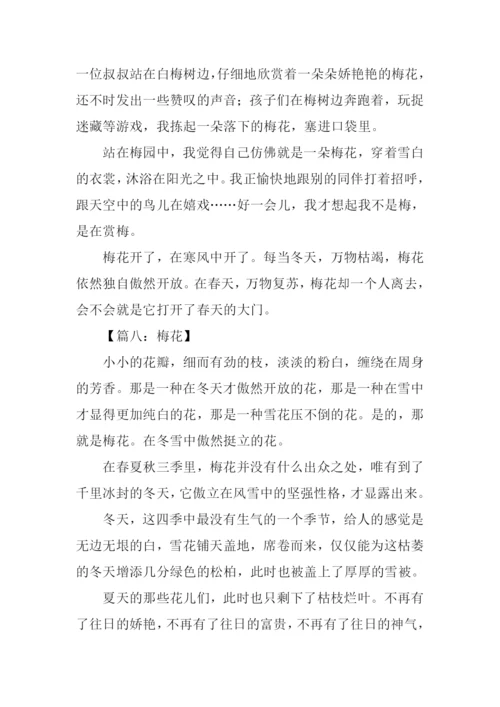 梅花的作文550字.docx