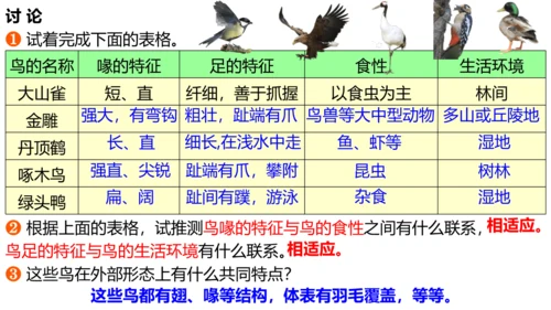 人教版生物八年级上册5.1.6《鸟》课件(共17张PPT)