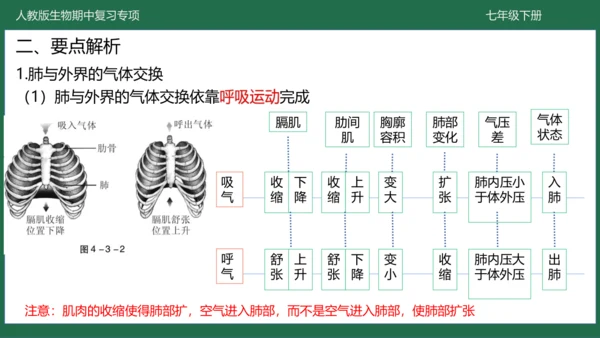 第三章 人体的呼吸（-七年级生物下学期期中考点大串讲（人教版）(共25张PPT)