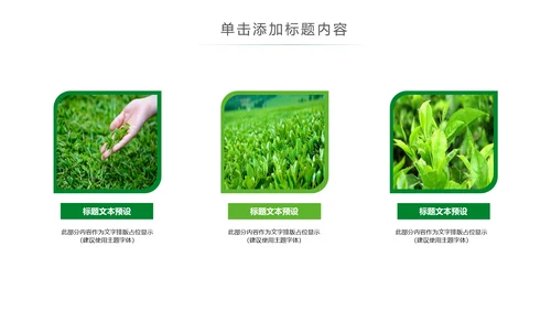清新茶文化采茶茶道茶艺茶文化PPT模板