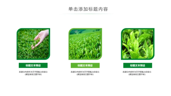 清新茶文化采茶茶道茶艺茶文化PPT模板