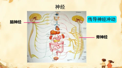 初中生物学人教版（新课程标准）七年级下册4.6.2 神经系统的组成课件(共18张PPT)