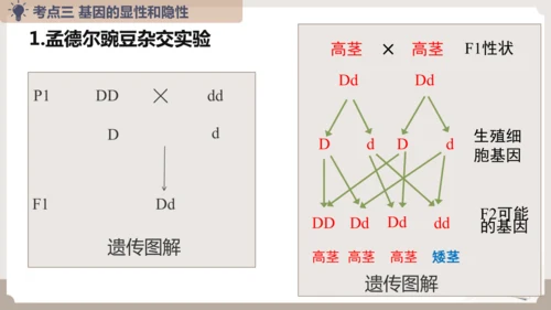 复习专题六生物的遗传与变异（串讲课件）-八年级生物上学期期末考点大串讲（人教版）(共23张PPT)