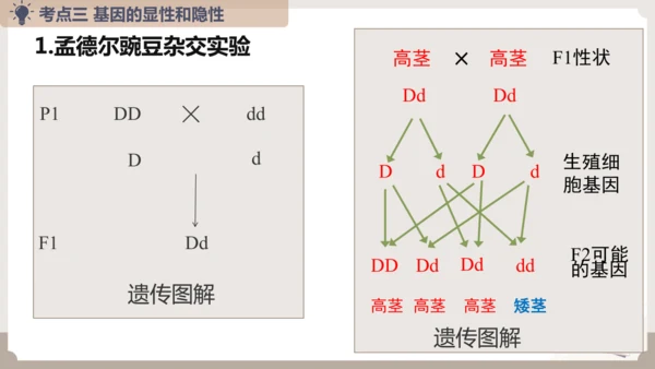 复习专题六生物的遗传与变异（串讲课件）-八年级生物上学期期末考点大串讲（人教版）(共23张PPT)