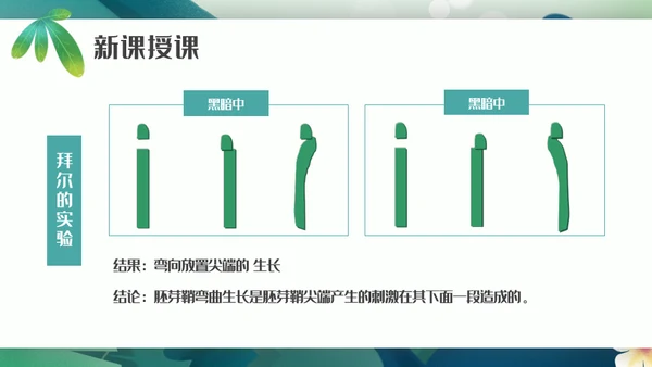 植物生长素的发现生物课件通用PPT模板