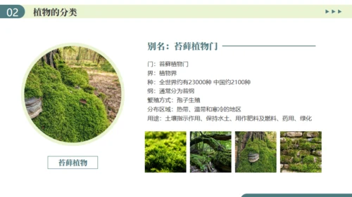 植物介绍笔记植物分类知识科普通用PPT模板