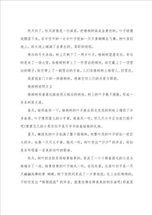 梧桐树说明文范文600字