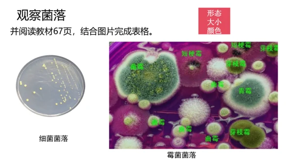人教版生物八年级上册5.4.1《细菌和真菌的分布》课件(共22张PPT)