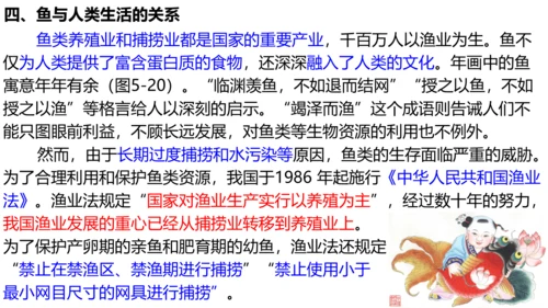 人教版生物八年级上册5.1.4《鱼》课件(共17张PPT)