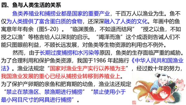 人教版生物八年级上册5.1.4《鱼》课件(共17张PPT)
