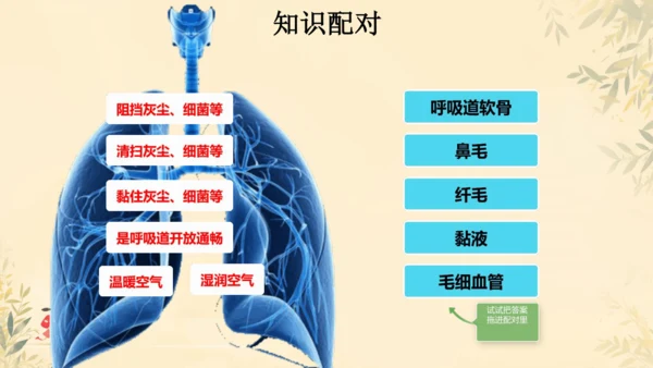 初中生物学人教版（新课程标准）七年级下册4.3.1呼吸道对空气的处理课件(共16张PPT)