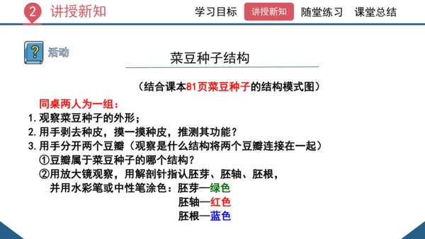 3.1.2  种子植物（课时1 种子的结构）课件-2023-2024学年人教版生物七年级上册(共24