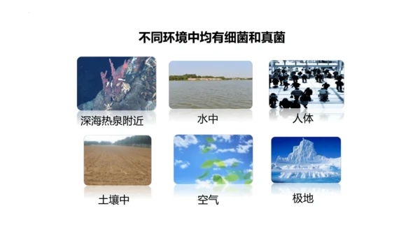 人教版生物八年级上册5.4.1《细菌和真菌的分布》课件(共22张PPT)