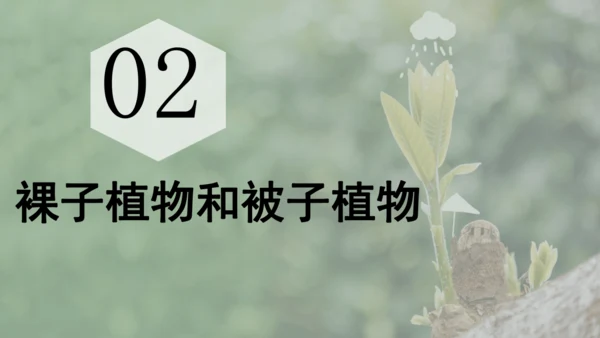 人教版（2024）七年级上册2.1.2 种子植物 课件(共32张PPT)+视频素材