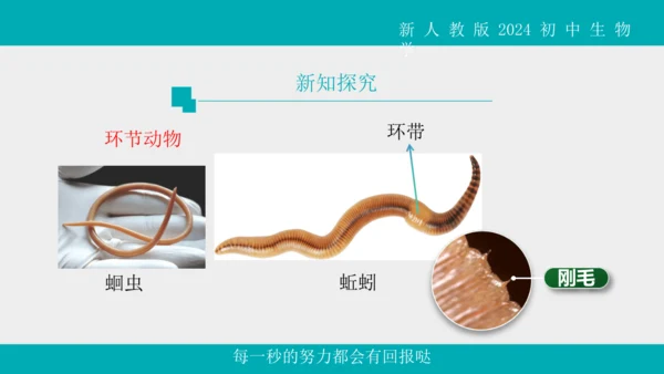 人教版生物七年级上册2.2.1《无脊椎动物》教学课件(共40张PPT)+视频素材