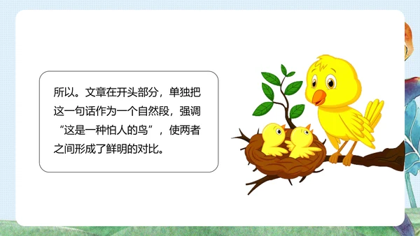 《珍珠鸟》五年级语文课件PPT模板