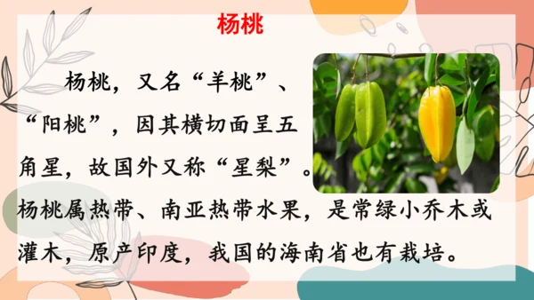 13、画杨桃（第一课时）  课件
