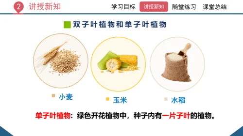 3.1.2  种子植物（课时1 种子的结构）课件-2023-2024学年人教版生物七年级上册(共24