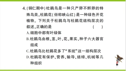 【掌控课堂-创优作业】人教版生物七(上)第二单元 第二章 细胞怎样构成生物体总结训练 (课件版)