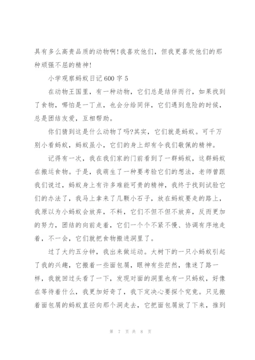 小学观察蚂蚁日记600字5篇.docx