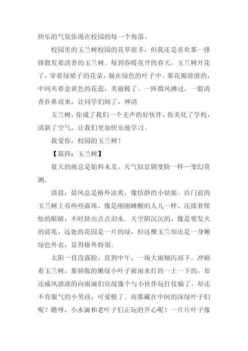 关于玉兰树的作文.docx