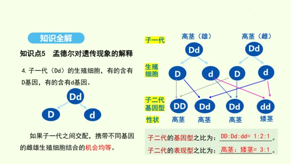 7.2.3基因的显性和隐性课件-人教版生物八年级下册(共31张PPT)