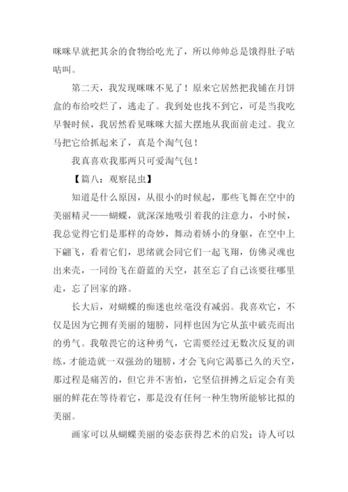 观察昆虫作文400字.docx