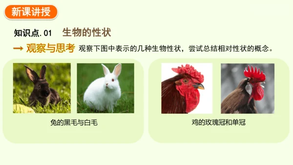 7.2.1基因控制生物的性状-八年级生物人教版下学期同步精品课件(共27张PPT)