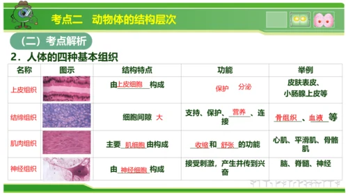 第三章从细胞到生物体（串讲课件）-七年级生物上学期期中考点大串讲（人教版2024）(共40张PPT)