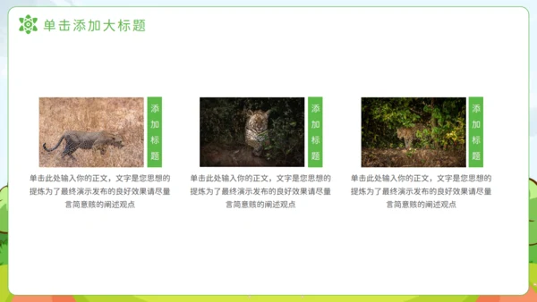 猎豹动物知识普及通用PPT模板