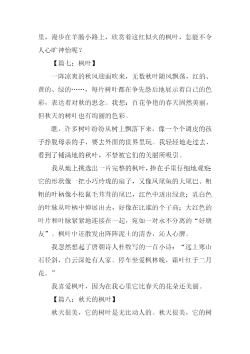 描写枫叶的作文.docx