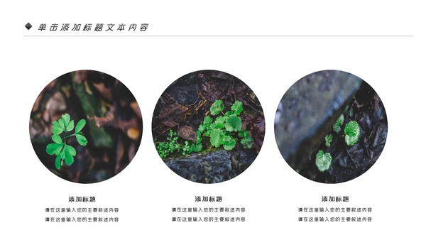 唯美绿色植物发芽植物生长敬畏生命PPT模板