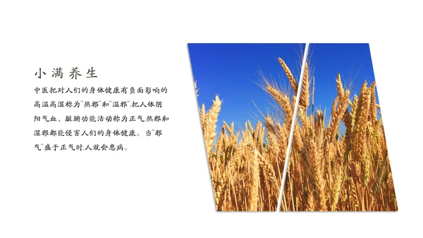 金色麦穗丰收的稻谷小满通用PPT模板