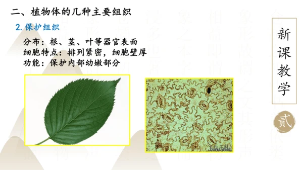 2.2.3 植物体的结构层次2023-2024学年七年级生物上册精品课件（人教版）(共18张PPT)