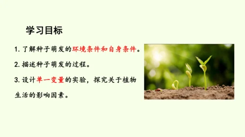 3.1.1 种子的萌发-七年级生物下学期同步精品课件（2024人教版）(共25张PPT)